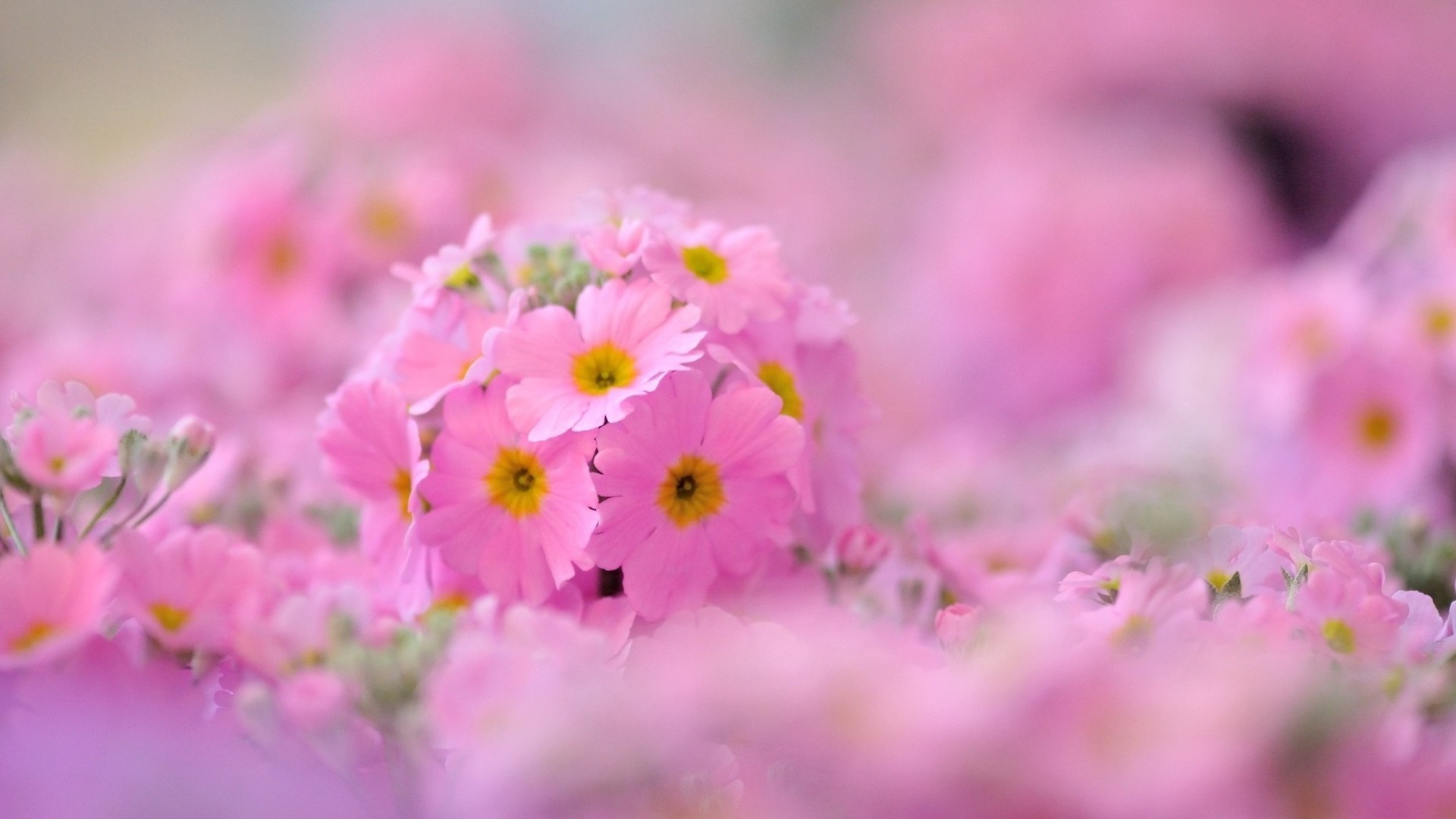 flowers flower nature flora summer garden floral petal leaf blooming fair weather bright outdoors color season delicate field sun close-up growth