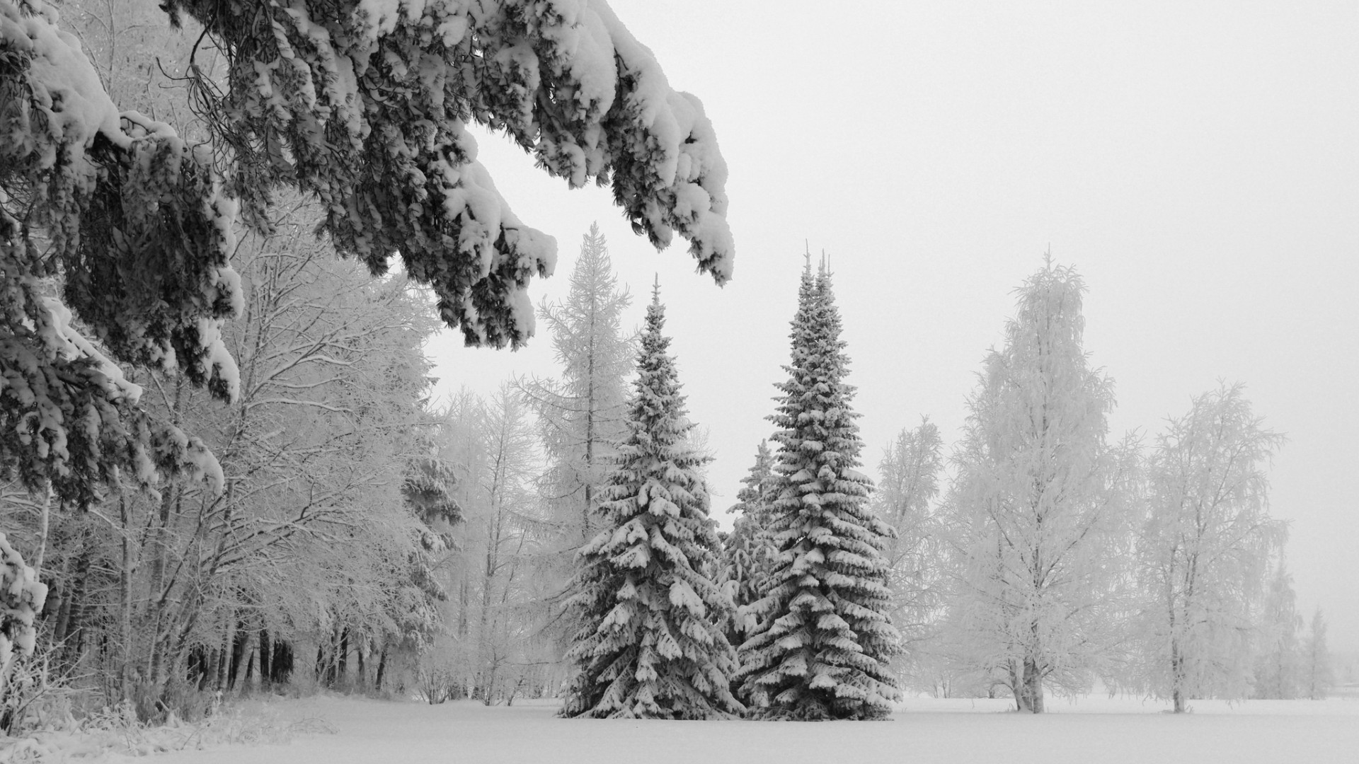 winter snow tree frost wood cold pine fog evergreen conifer frozen landscape ice fir weather season spruce nature christmas