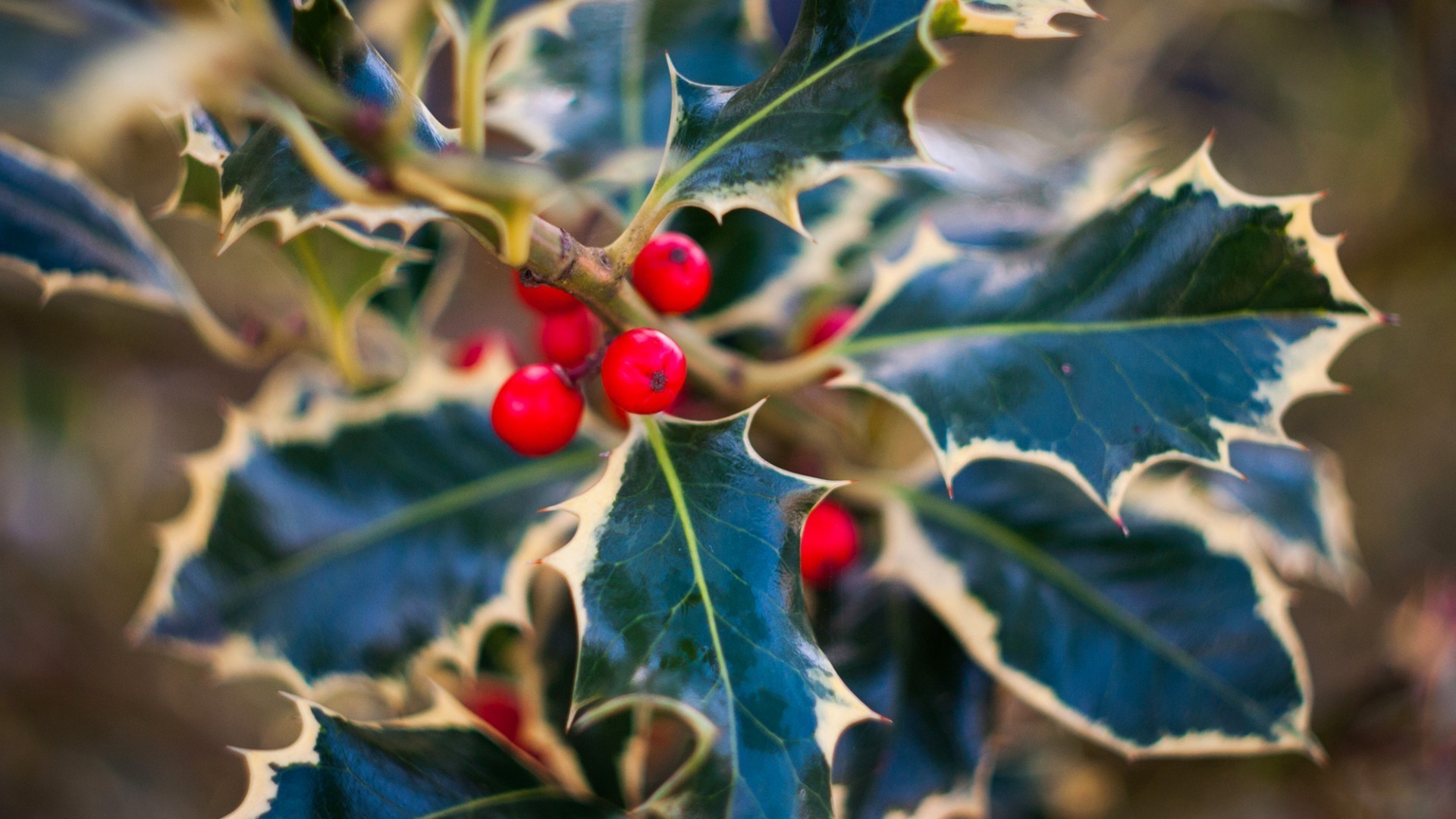 jagody liść holly drzewo natura flora oddział jesień sezon jagoda owoce kolor na zewnątrz jedzenie boże narodzenie zbliżenie zima