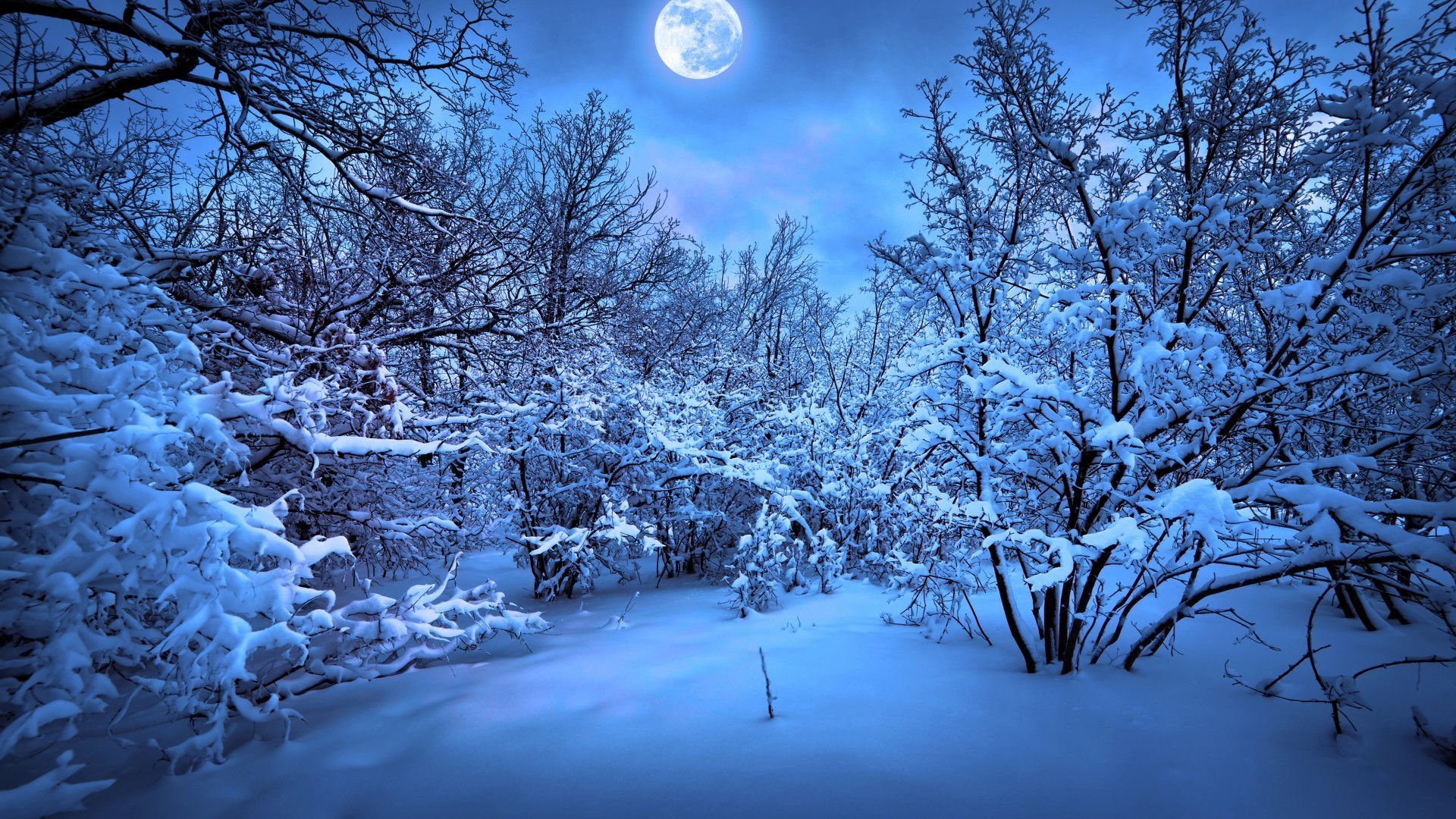 winter schnee kalt frost baum gefroren saison eis holz landschaft zweig wetter natur eisig schnee-weiß frostig landschaftlich gutes wetter szene