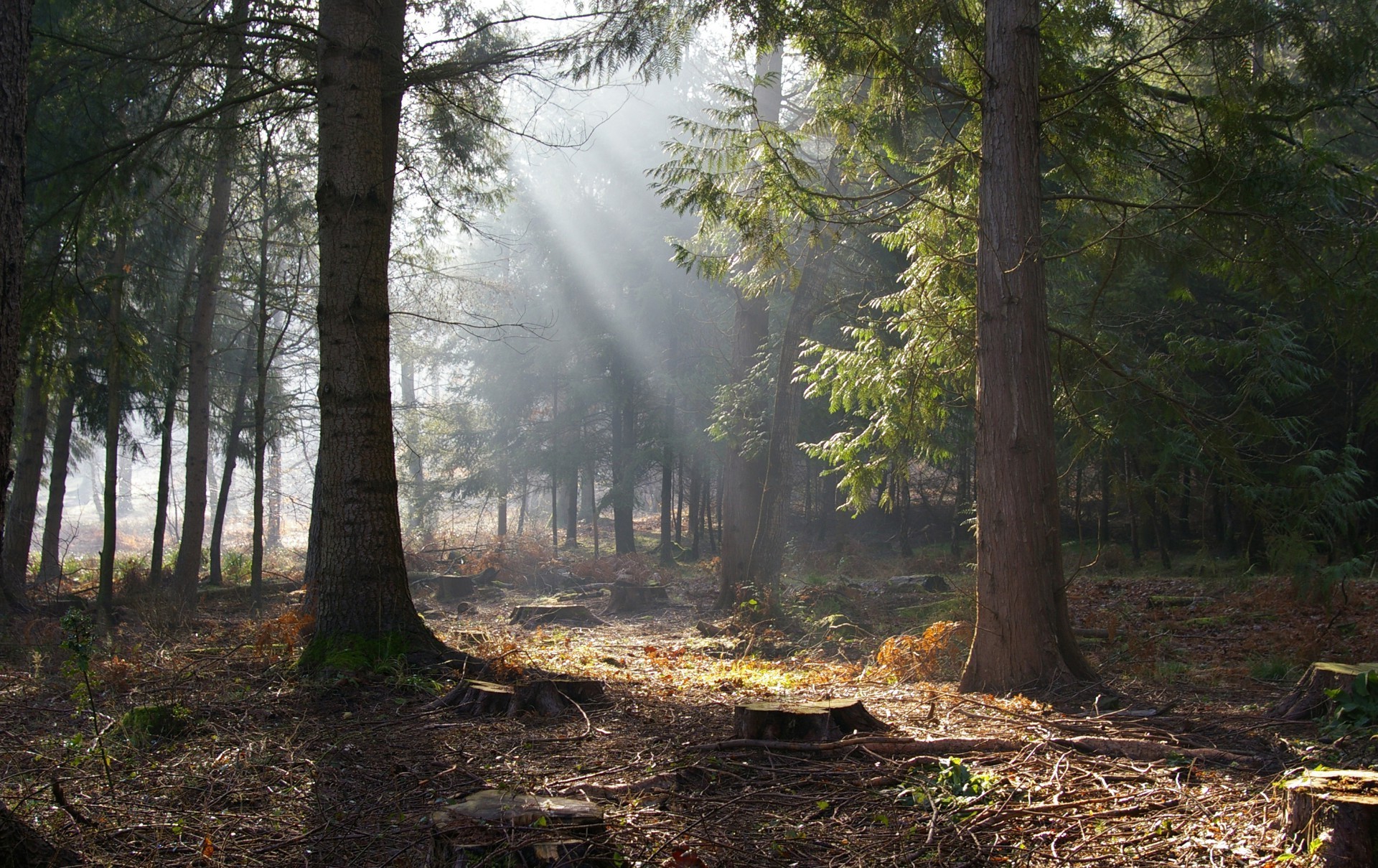 summer tree wood landscape nature conifer leaf environment evergreen outdoors trunk pine park fog fall scenic branch mist light flora