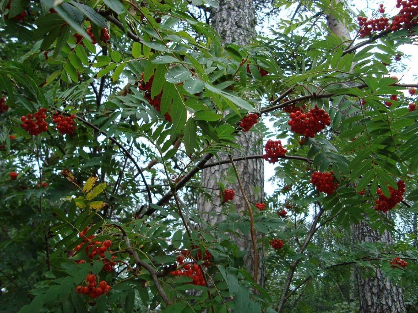 trees tree fruit berry branch leaf shrub rowan nature food rowanberry summer grow ash flora garden outdoors color season cluster