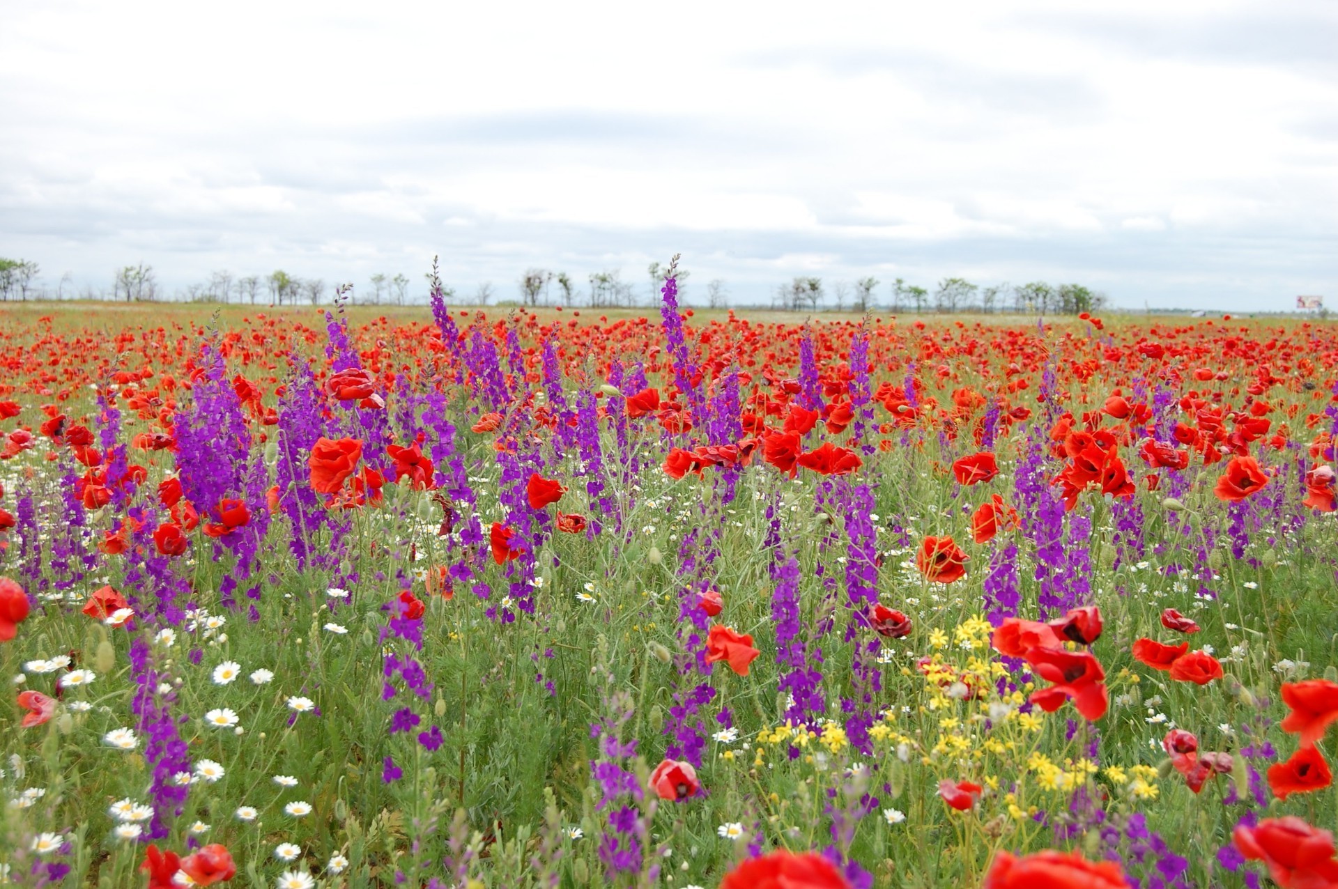 flores poppy flor campo verão natureza feno flora rural ao ar livre brilhante grama campo floral crescimento cor paisagem blooming bom tempo jardim