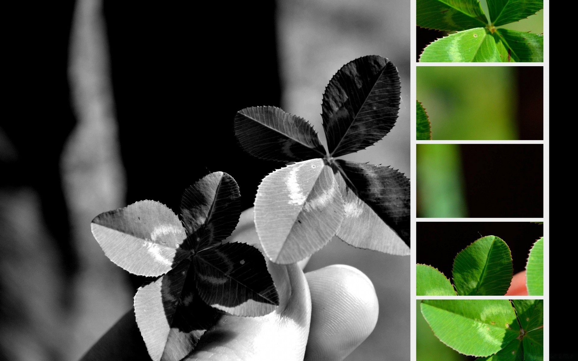 día de san patricio hoja naturaleza flora primer plano escritorio jardín árbol verano crecimiento