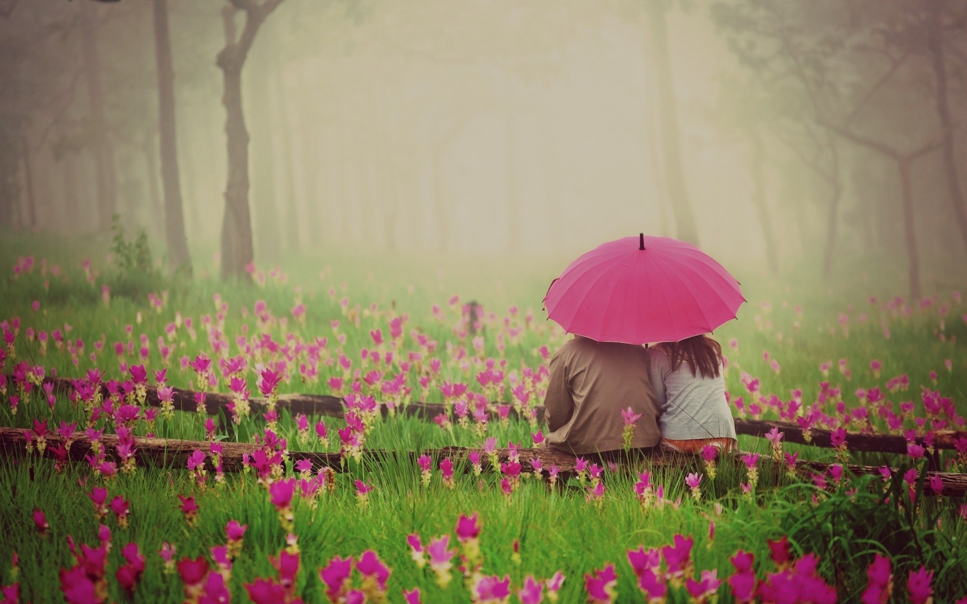 saint valentin fleur nature flore champ été jardin à l extérieur paysage foin herbe croissance belle bluming floral