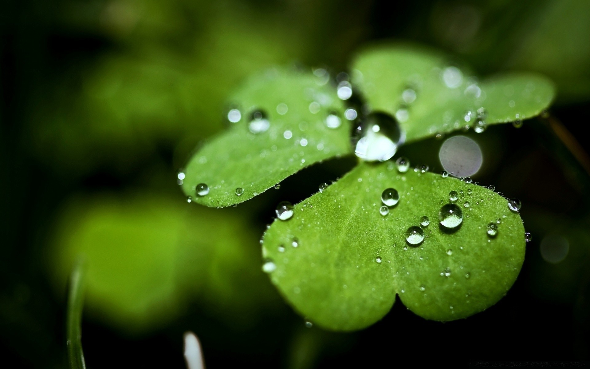 saint patrick s day rain leaf dew drop flora nature wet droplet garden purity environment close-up flower growth raindrop water