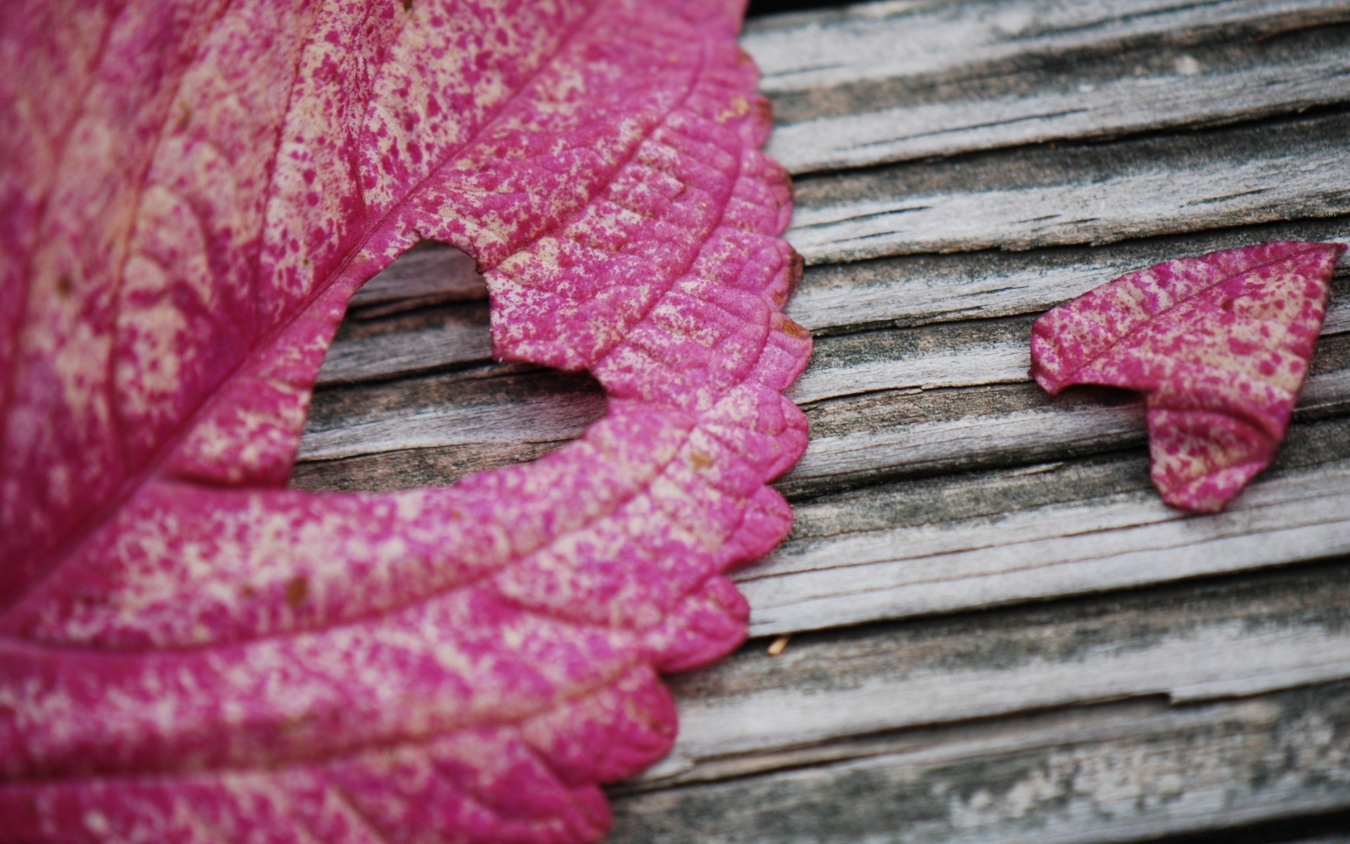 valentine s day leaf nature fall wood desktop color bright close-up texture flora garden flower decoration