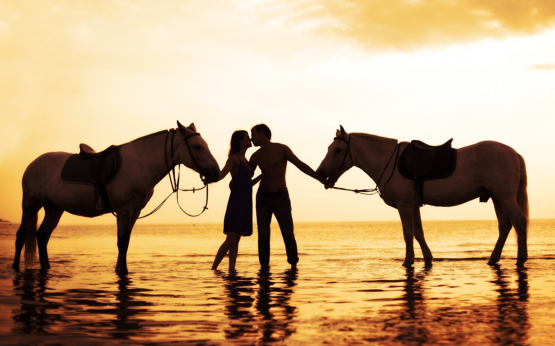 dia dos namorados cavalo cavalaria mare mamífero equestre criação de cavalos pôr do sol sentado garanhão animal iluminado silhueta cavalo de corrida sol mustang corredor pônei