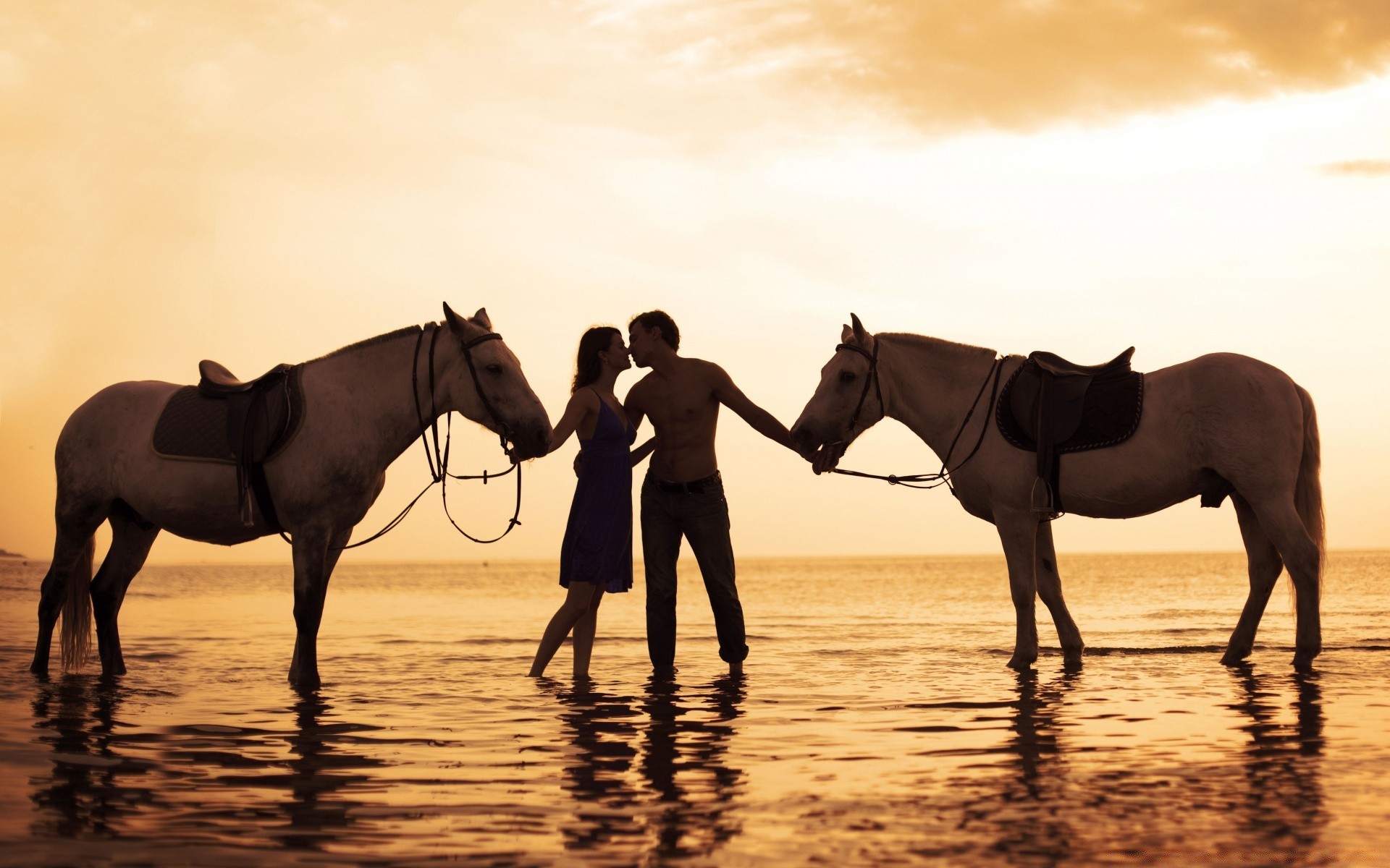 valentine s day horse cavalry mammal mare equestrian equine sitting stallion sunset animal racehorse backlit silhouette pony sun