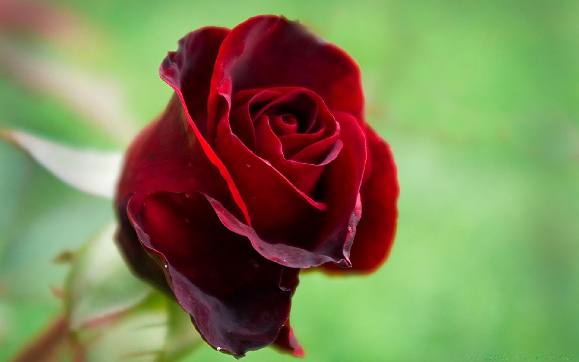 valentinstag blume rose natur liebe blatt romantik flora blütenblatt garten sommer hochzeit blumen farbe romantisch sanft schön im freien