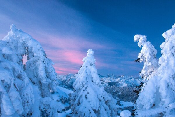 Fichte im Schnee vor dem Hintergrund der Nordlichter