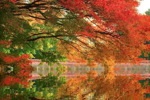 Autumn landscape. maple tree near the water