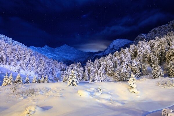 Night, winter, Christmas trees, mountains