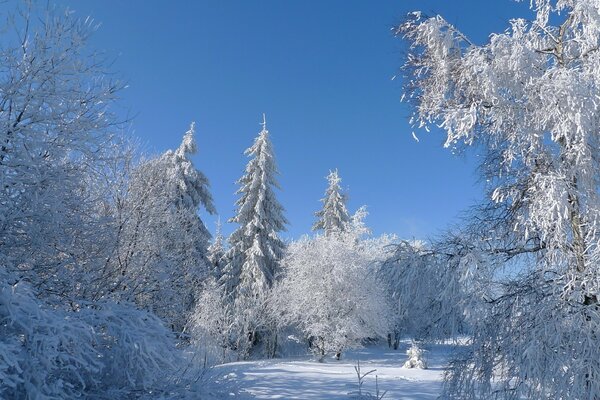 Frío invierno cubierto de nieve en el bosque