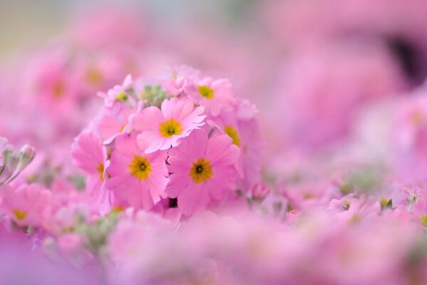 Petites fleurs roses sur le terrain