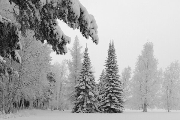 Schneesturm im Winter im Wald. Schnee