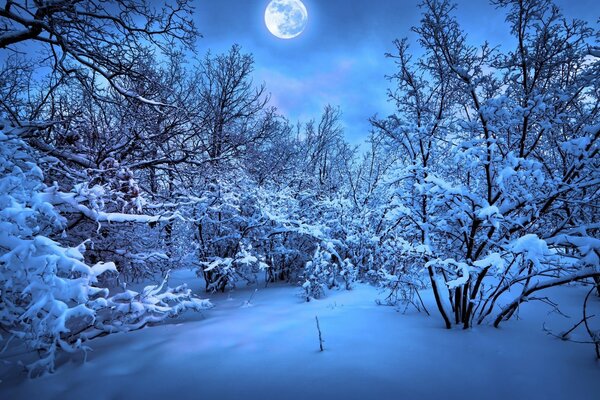 Nuit d hiver froide dans la forêt