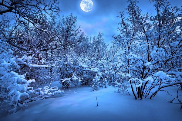 Холодная зимняя ночь в лесу
