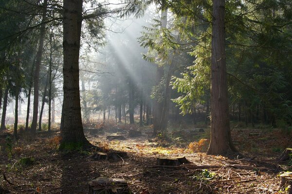 Nature landscape in the autumn forest