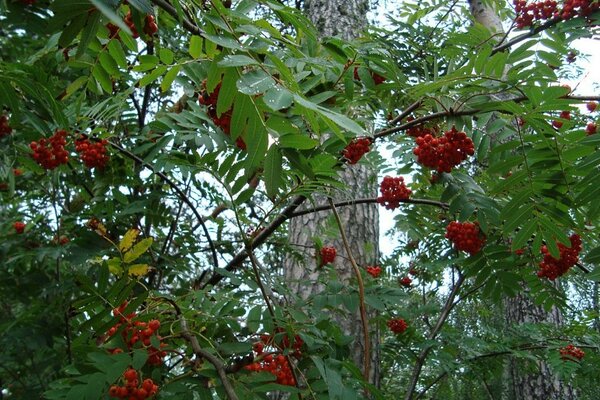 Trauben von Ebereschenbeeren im Park