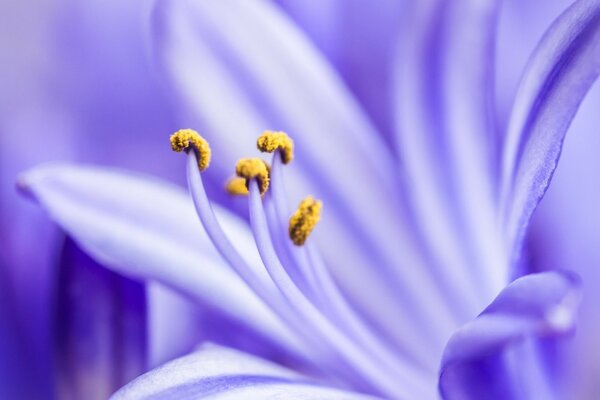 Beautiful purple flower in a blurry style