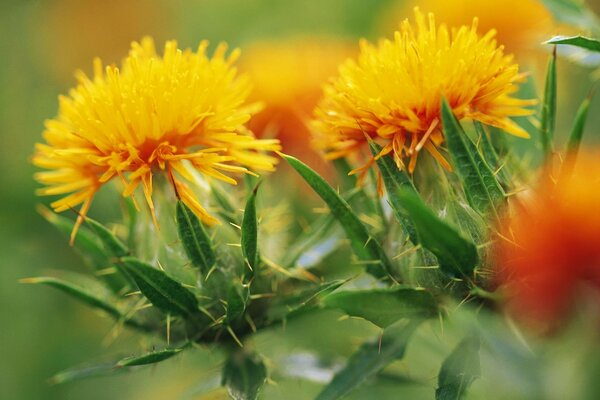 Pissenlits d été dans la nature