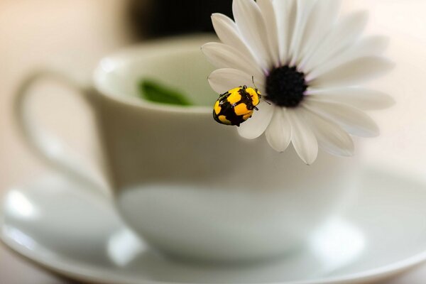 Gentle morning still life with a flower