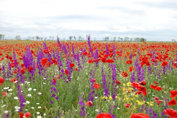 A field with a variety of beautiful wildflowers