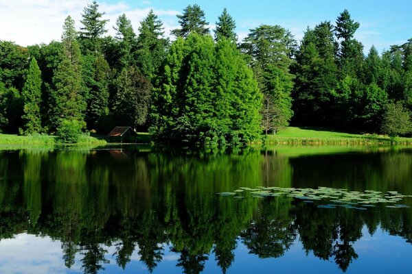 A lake surrounded by a green forest