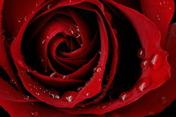 Water droplets on a red rose