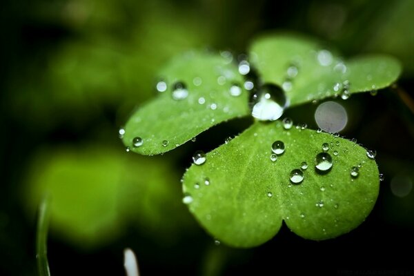 Dew drops on a clover leaf