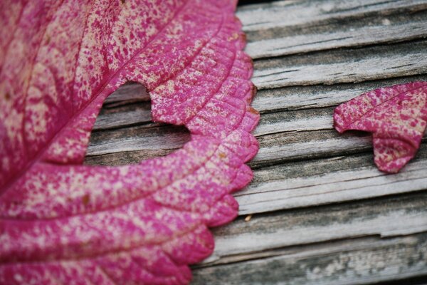 Foglia rosa sull antico