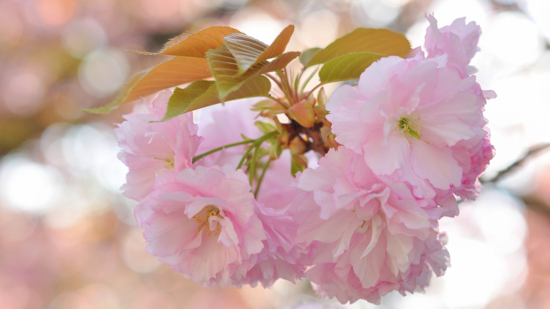 flowers flower flora nature leaf cherry floral petal blooming branch garden tree season delicate beautiful close-up bud color bright botanical