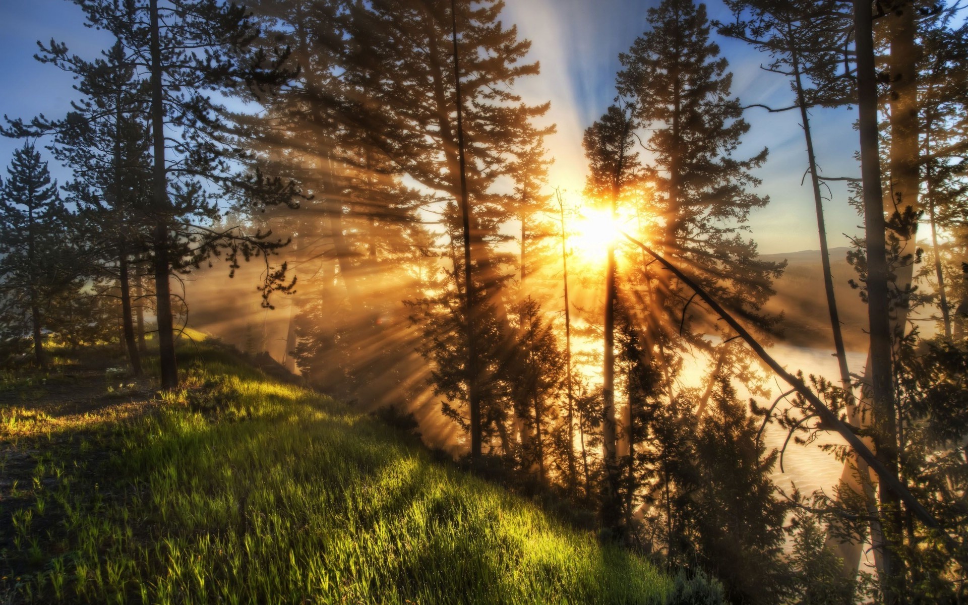 pôr do sol e amanhecer árvore paisagem natureza madeira amanhecer sol bom tempo luz estação ao ar livre pinho parque outono quarta-feira pôr do sol névoa ramo brilhante cênica