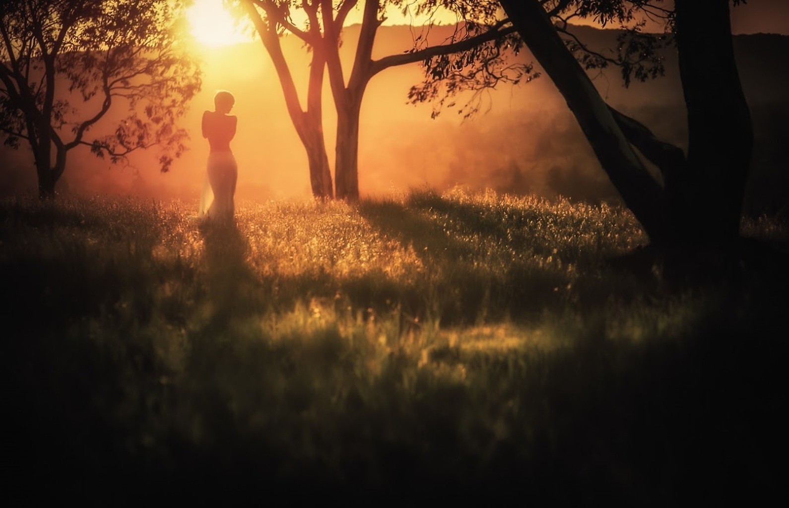 the sunset and sunrise sunset dawn silhouette dusk evening fog landscape sun tree backlit mist light nature shadow outdoors dark fall fair weather