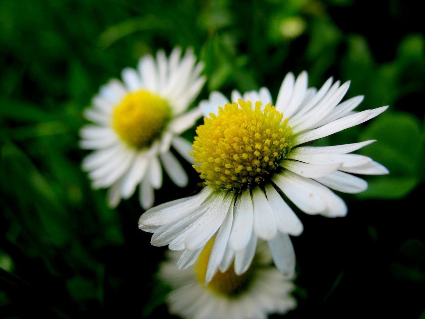 stokrotki natura kwiat flora lato liść ogród płatek wzrost kwiatowy bluming jasne sianokosy na zewnątrz pole