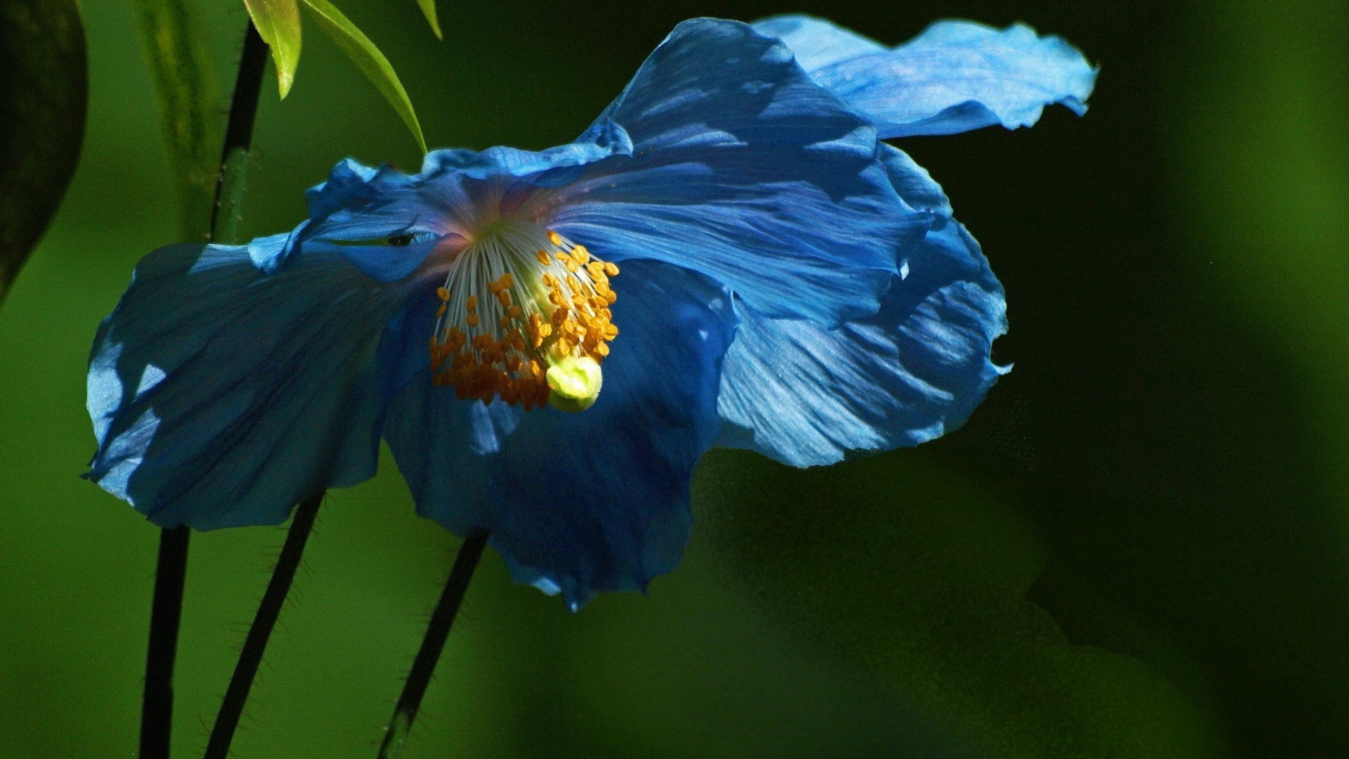 flowers nature leaf flower outdoors delicate water tropical biology summer blur hibiscus flora growth