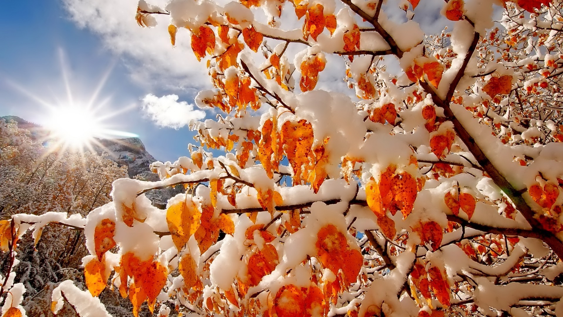 stagione invernale natura autunno all aperto albero foglia ramo di legno di colore brillante