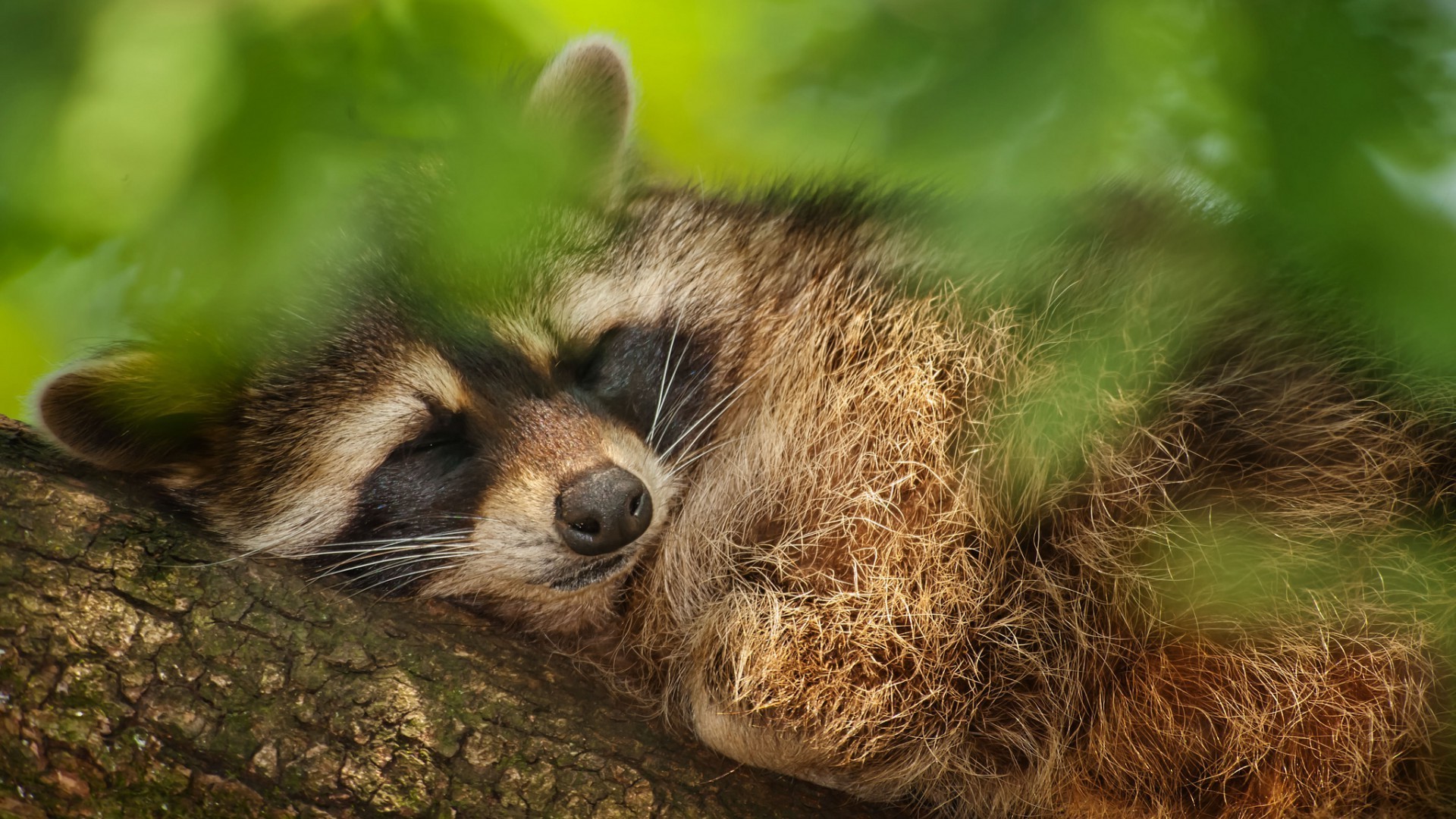 tiere säugetier niedlich tierwelt tier natur fell zoo porträt ansicht junge auge