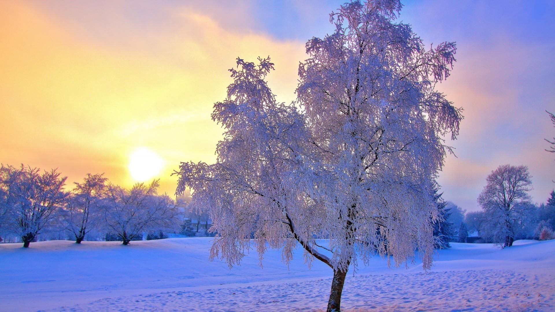 winter tree snow season cold frost landscape dawn branch frozen wood fair weather nature scenic weather park ice sun