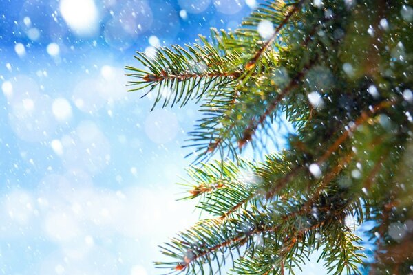 Árbol verde tiempo de nieve