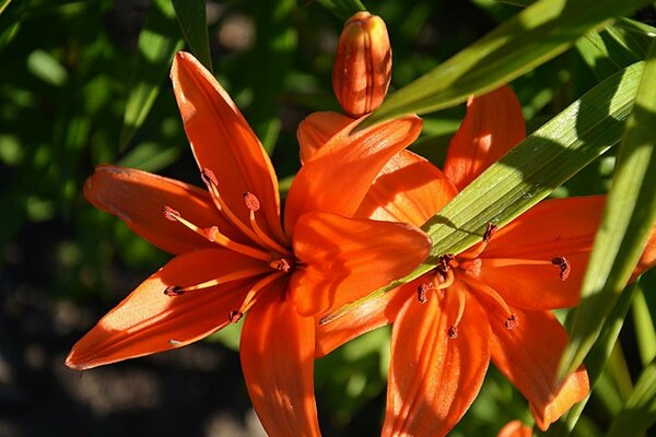 Flor brillante en el Jardín de verano