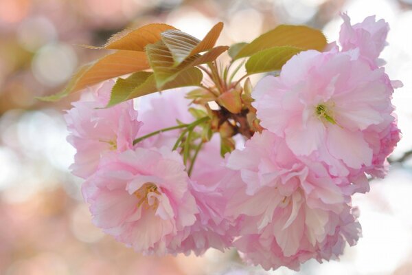 Pequenas flores cor-de-rosa em uma árvore