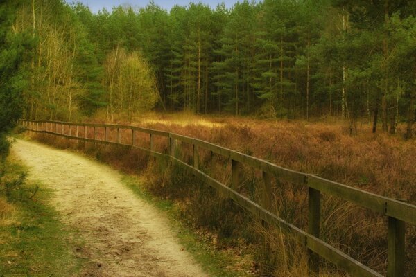 Picturesque country road in the forest