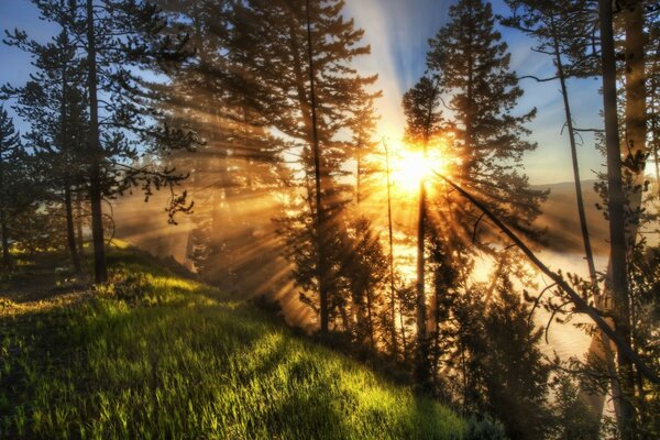 Hermosa puesta de sol en el bosque verde