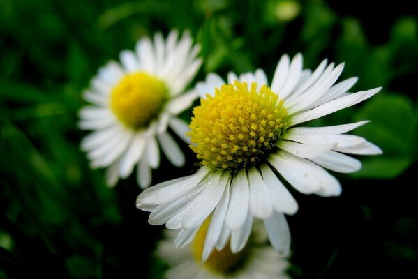 Été. Deux grandes marguerites