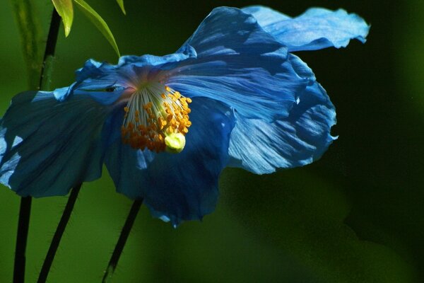 Fleur bleue épanouie dans l herbe