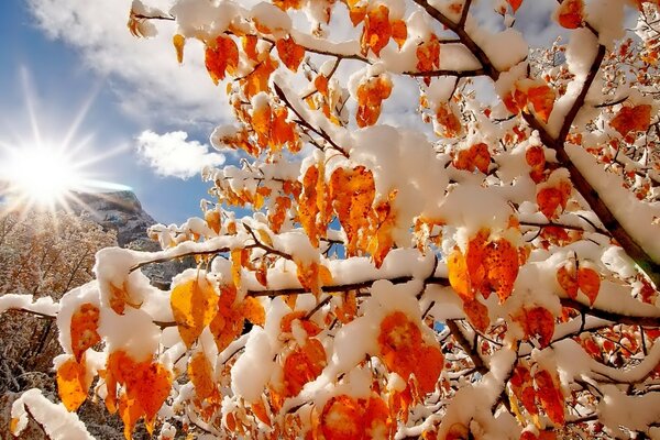 I rami degli alberi si piegano sotto il peso della neve