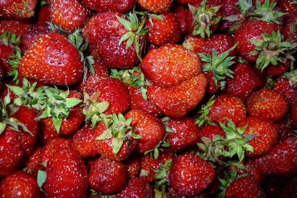 Recolectaron muchas fresas