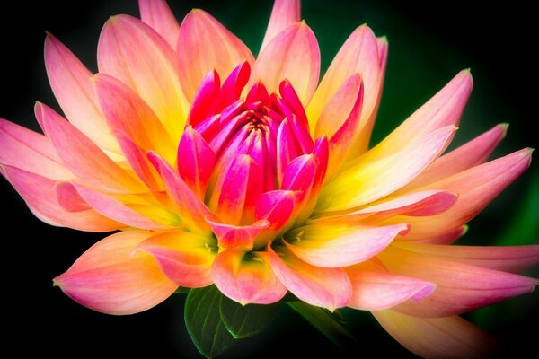 Blooming lotus close-up